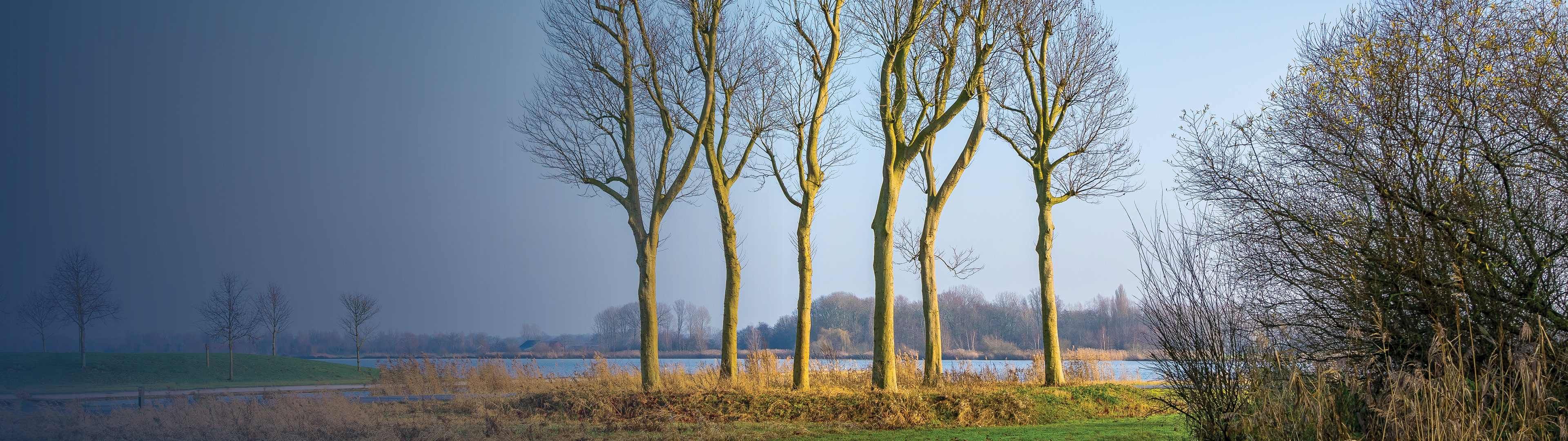 bomen